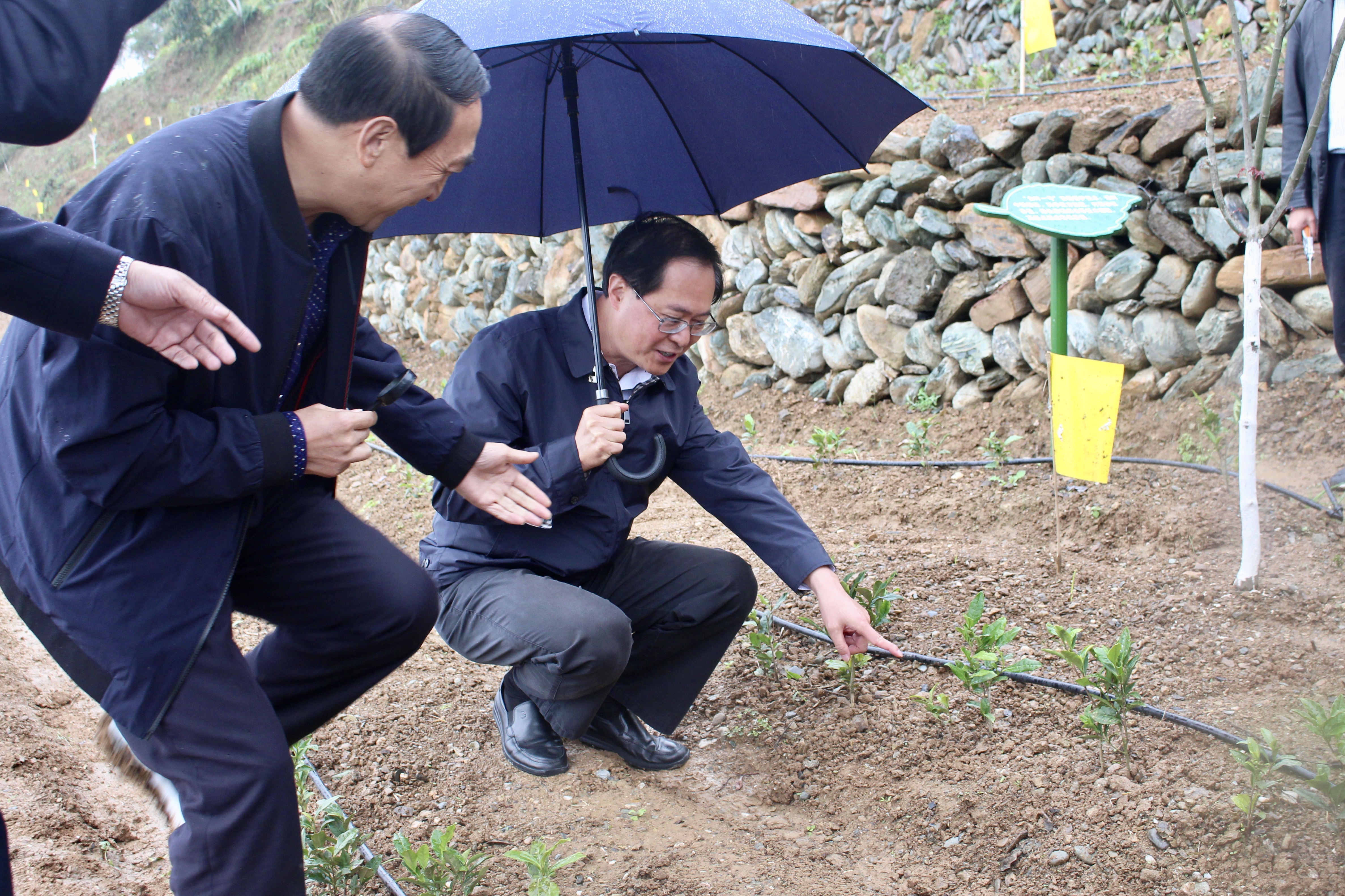 浙江省委书记车俊赴浙茶集团“白叶一号”四川青川合作基地调研